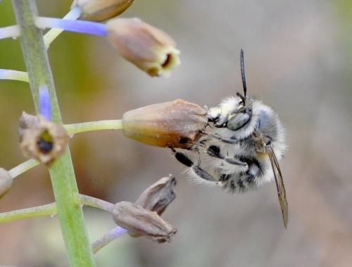 Réf. 280 564 : Anthophora salviae